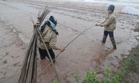 Vize-Premier Hai überprüft die landwirtschaftliche Produktion in Nam Dinh